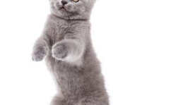 猫写真高清,高清猫写真赏析