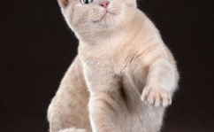 猫写真高清,高清猫写真赏析