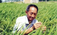 袁隆平小姐姐照片,杂交水稻之母，农业科技之光
