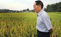 袁隆平小姐姐照片,杂交水稻之母，农业科技之光