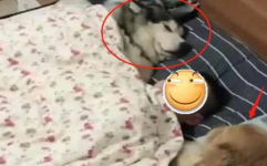 小姐姐跺脚笑,小姐姐的甜美瞬间
