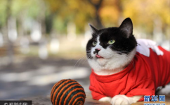 猫写真高清,高清猫写真赏析
